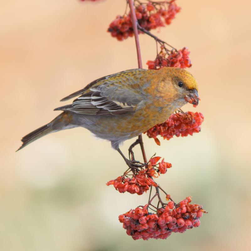 Pine Grosbeak | Taviokuurna	