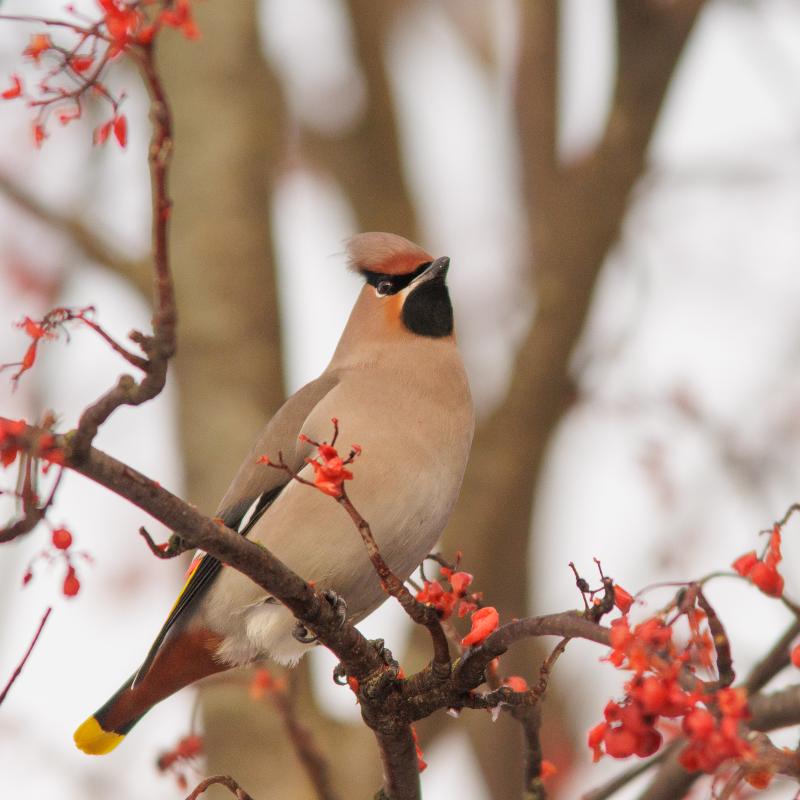 Bohemian Waxwing | Tilhi	