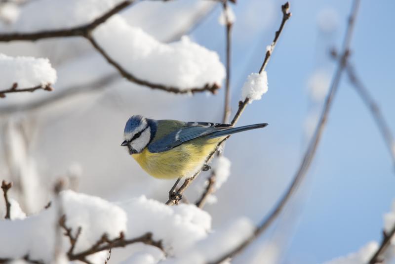 Blue Tit | Sinitiainen