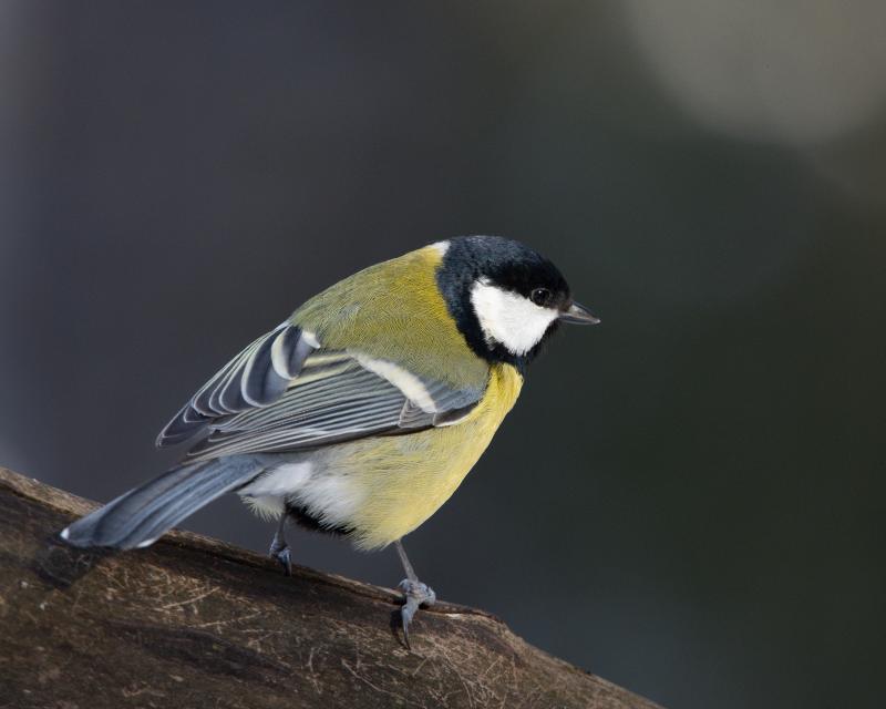 Great Tit - Talitiainen