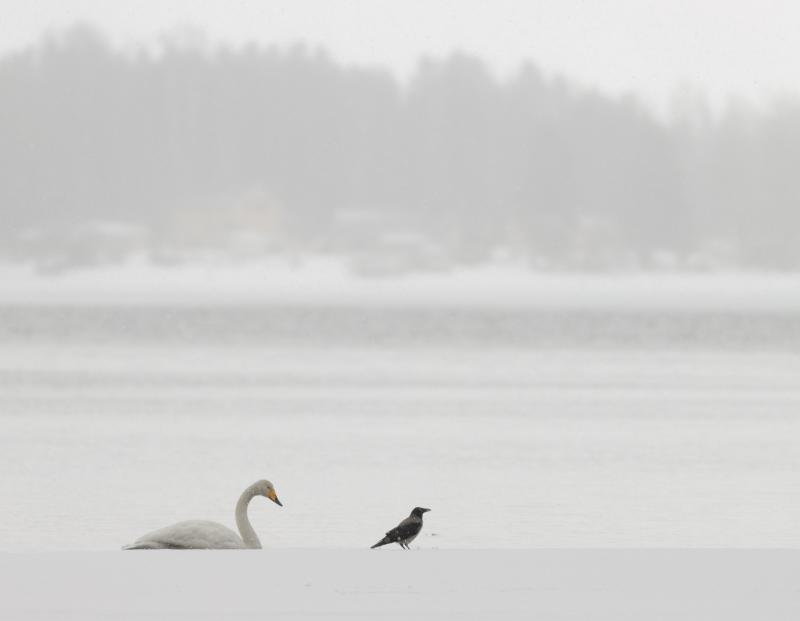Whooper Swan & Crow | Laulujoutsen & varis	