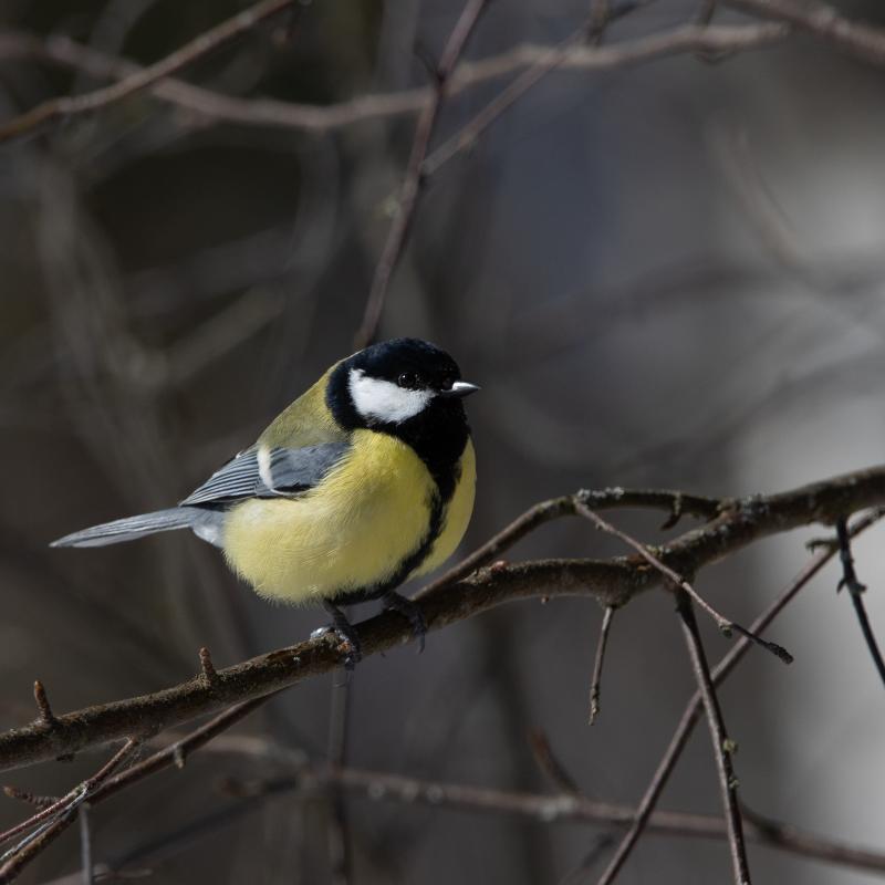 Great Tit - Talitiainen