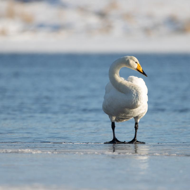 Whooper Swan | Laulujoutsen