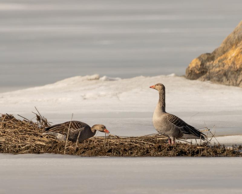 Greylag Goose | Merihanhi