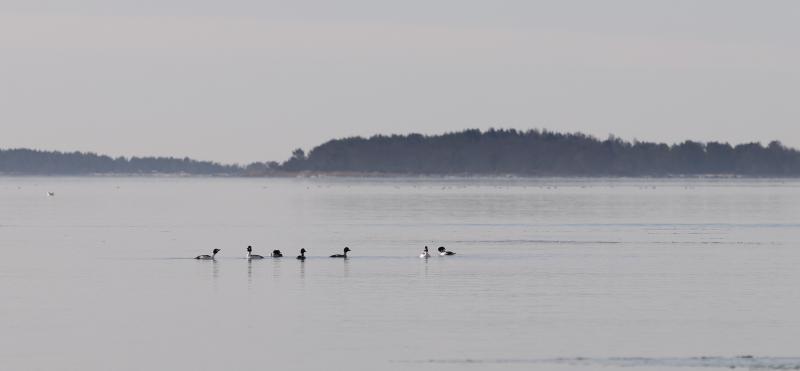 Common Goldeneye | Telkkä	