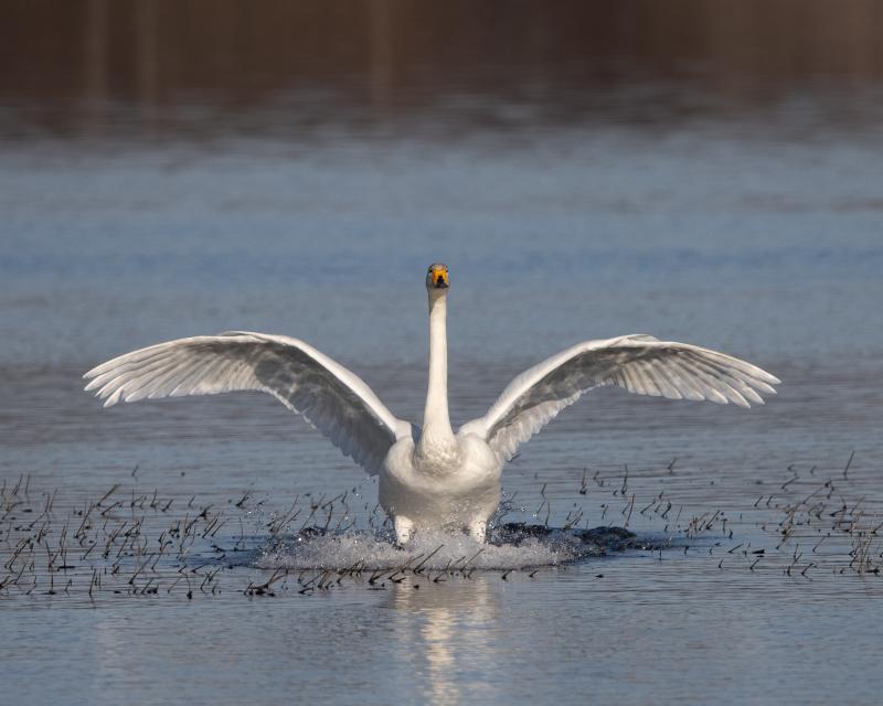 Whooper Swan | Laulujoutsen
