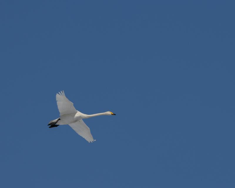 Whooper Swan | Laulujoutsen