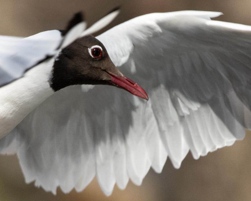 Black-headed Gull | Naurulokki	
