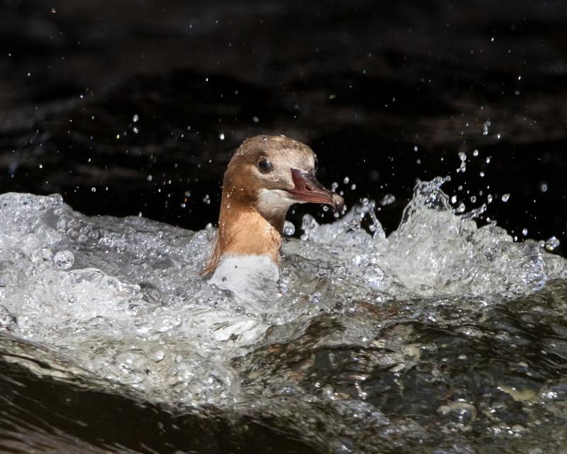 Goosander | Isokoskelo	