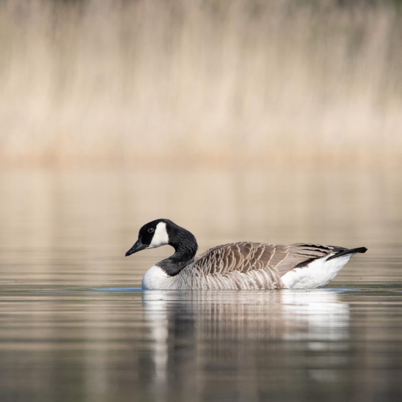 Canada Goose | Kanadanhanhi	