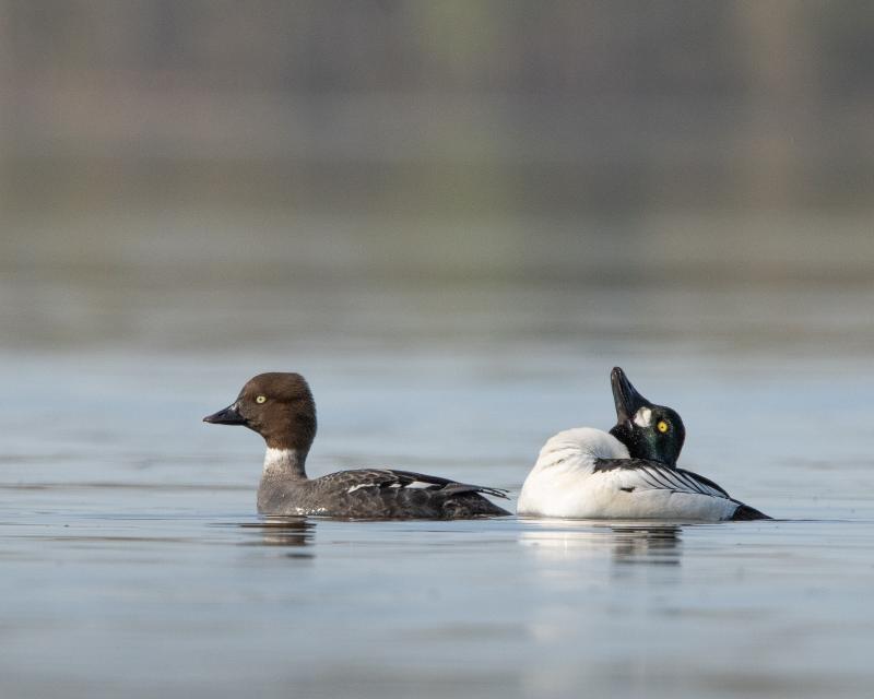 Common Goldeneye | Telkkä	