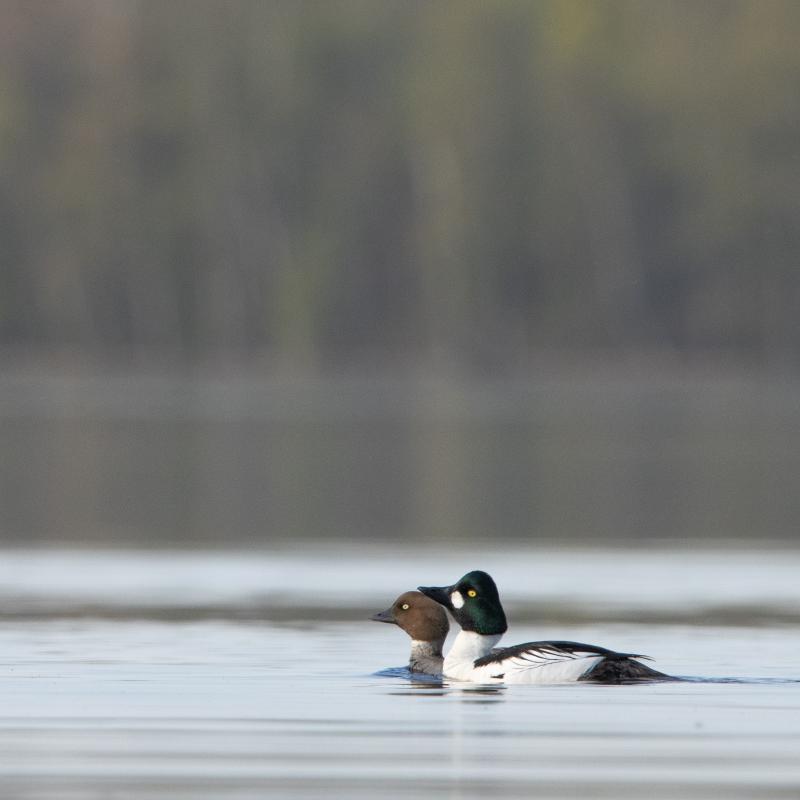 Common Goldeneye | Telkkä	