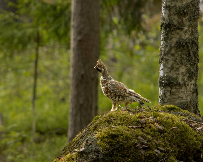 Hazel Grouse | Pyy	