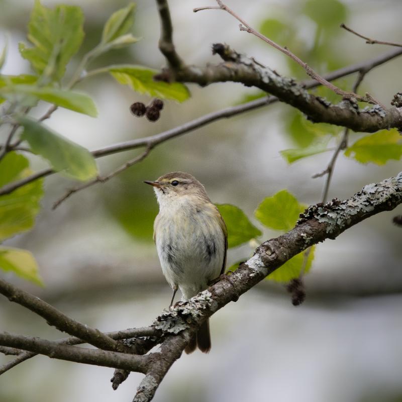 Willow Warbler | Pajulintu
