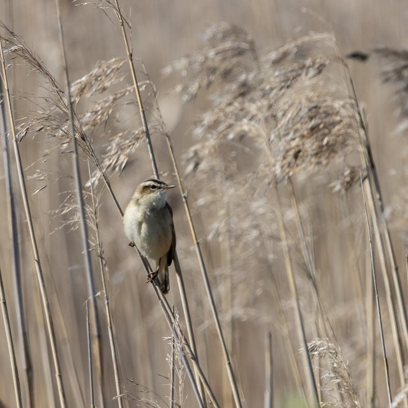 Sedge Warbler | Ruokokerttunen