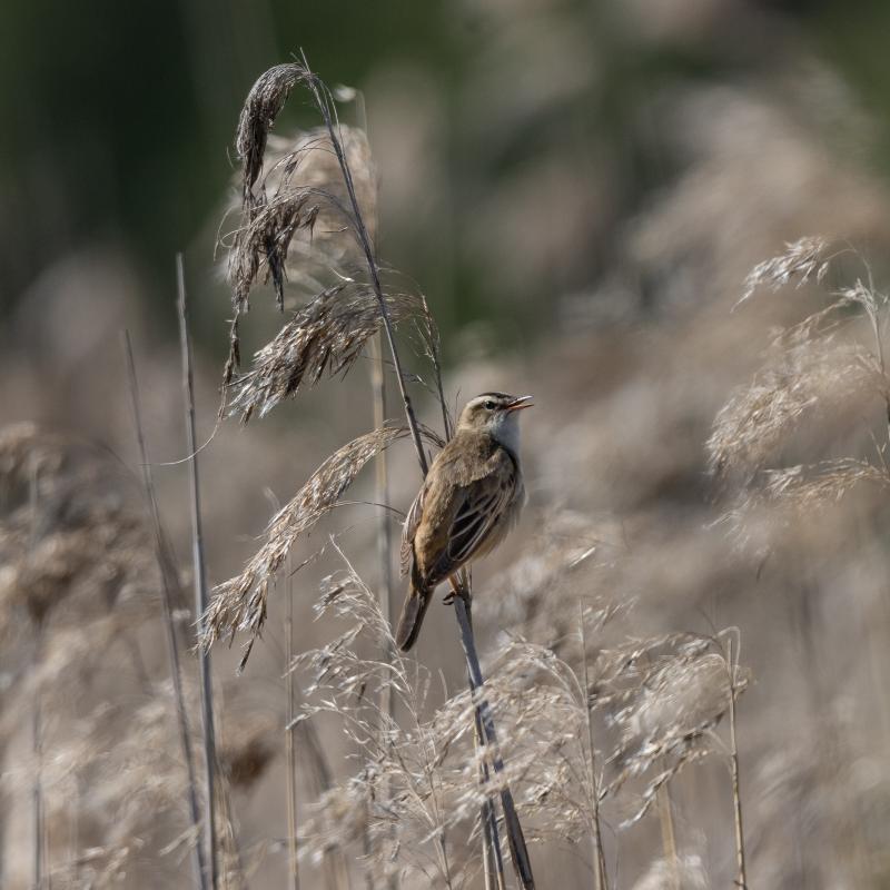 Sedge Warbler | Ruokokerttunen