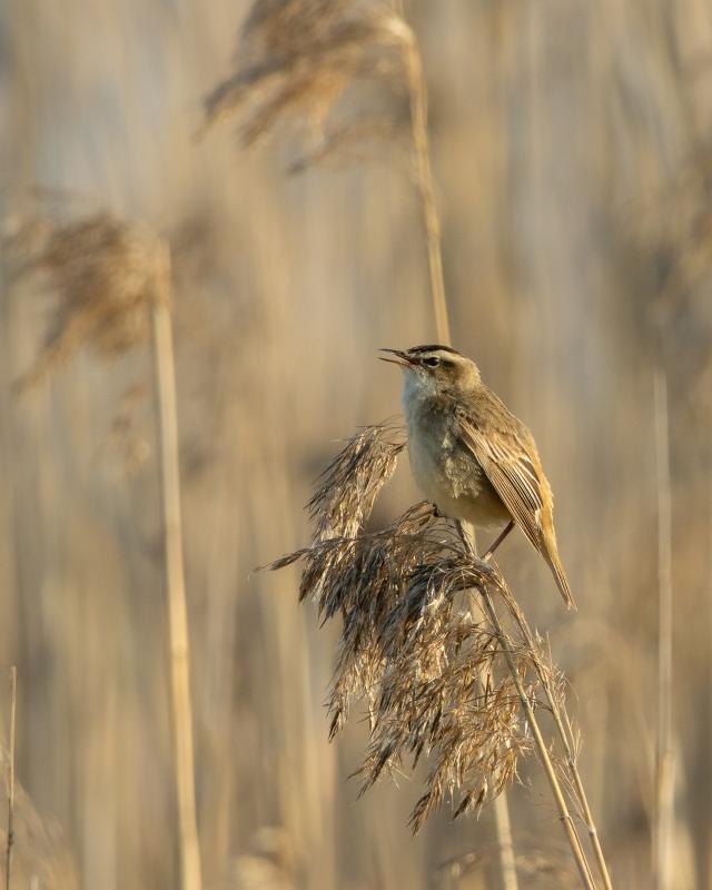 Sedge Warbler | Ruokokerttunen