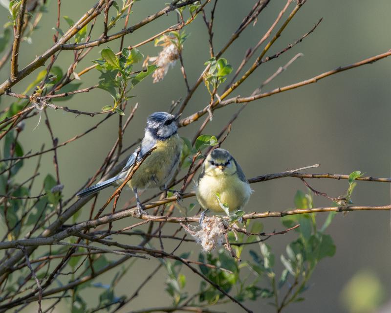 Blue Tit | Sinitiainen