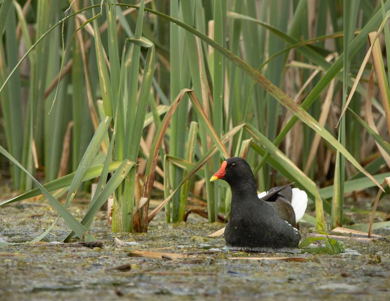 Common Moorhen | Liejukana