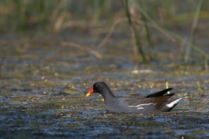 Common Moorhen | Liejukana