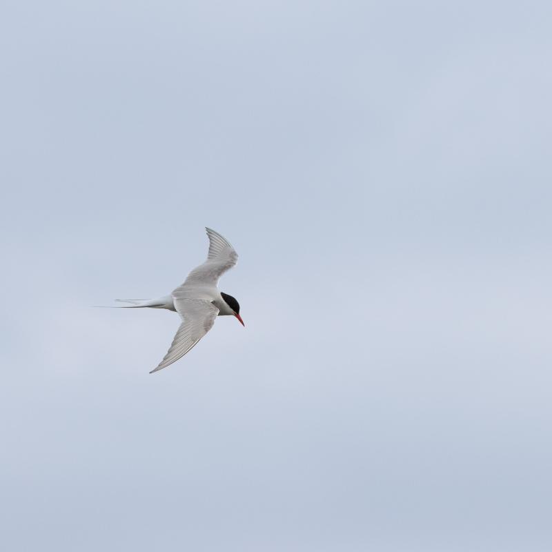 Arctic Tern | Lapintiira