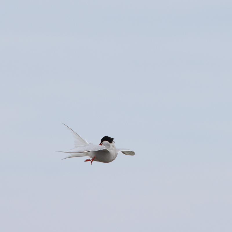 Arctic Tern | Lapintiira