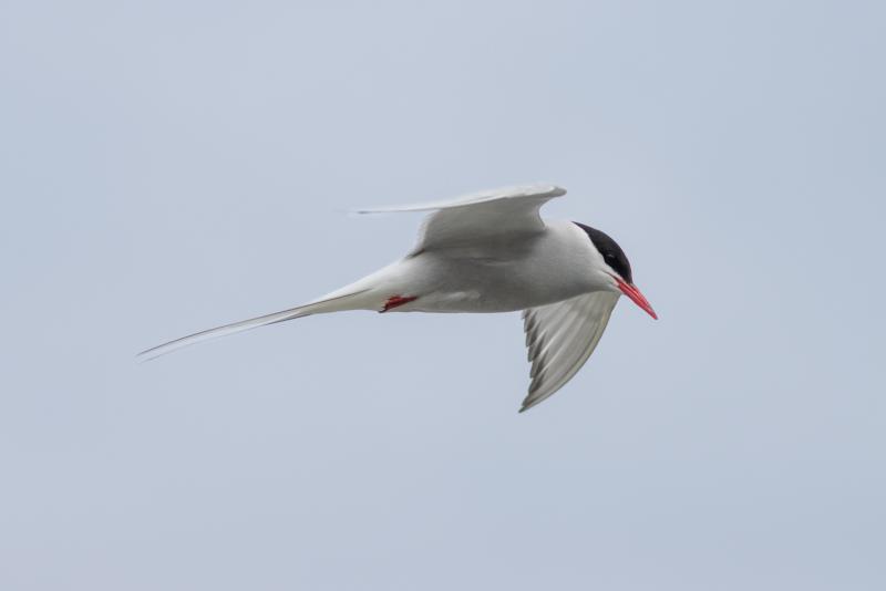 Arctic Tern | Lapintiira