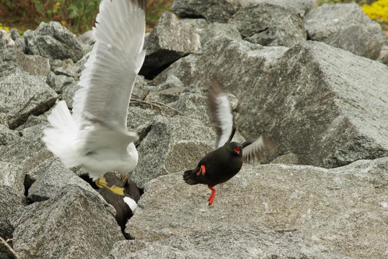 Black Guillemot | Riskilä	