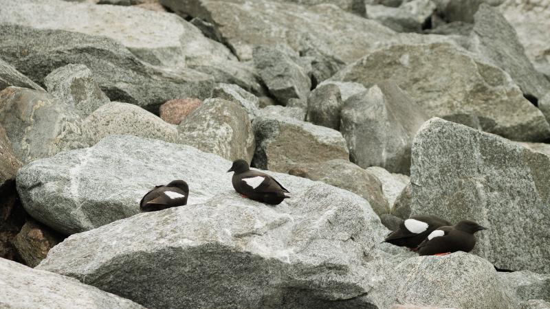 Black Guillemot | Riskilä