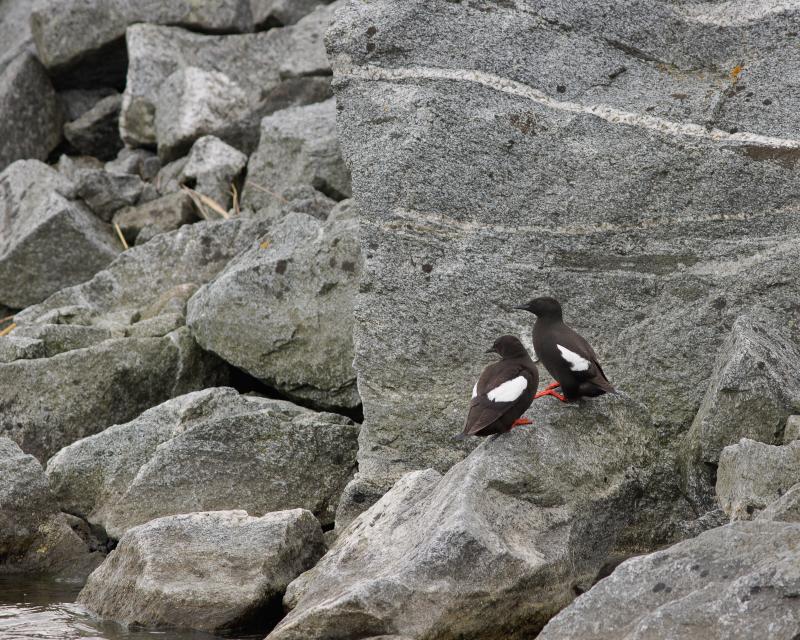 Black Guillemot | Riskilä