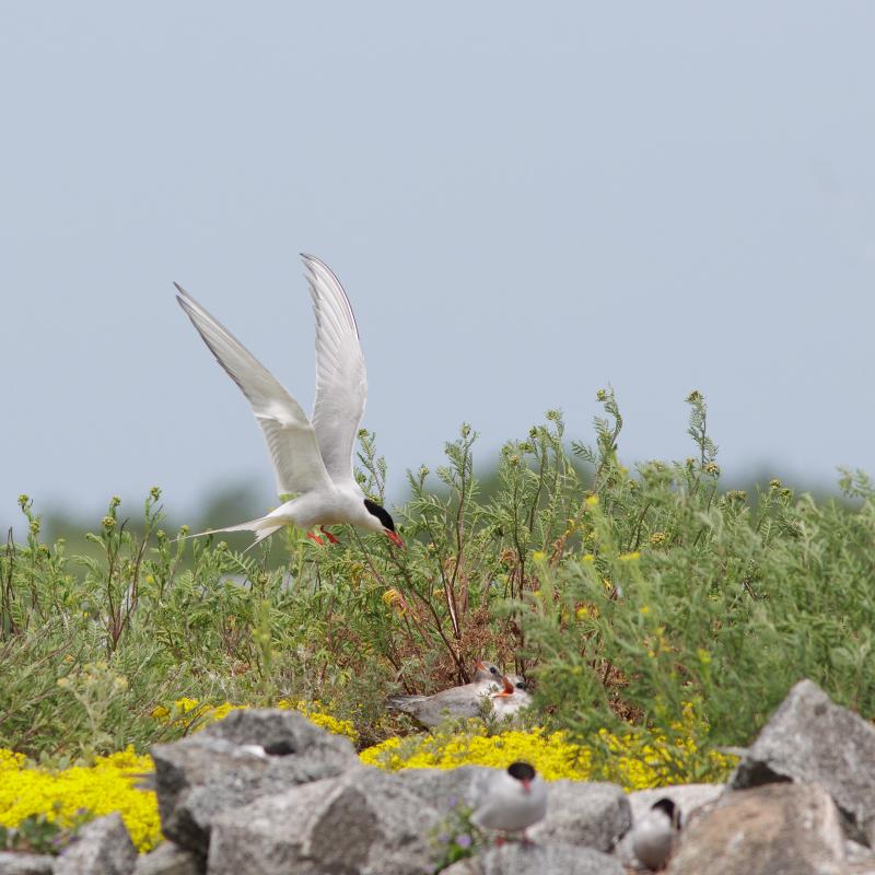 Arctic Tern | Lapintiira