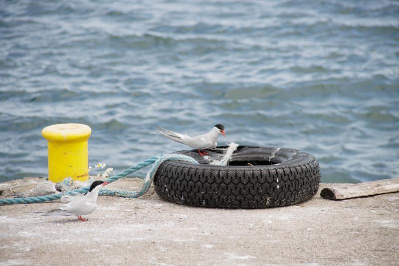 Arctic Tern | Lapintiira