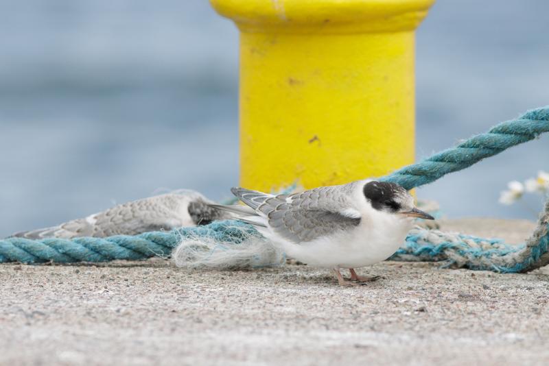 Arctic Tern | Lapintiira