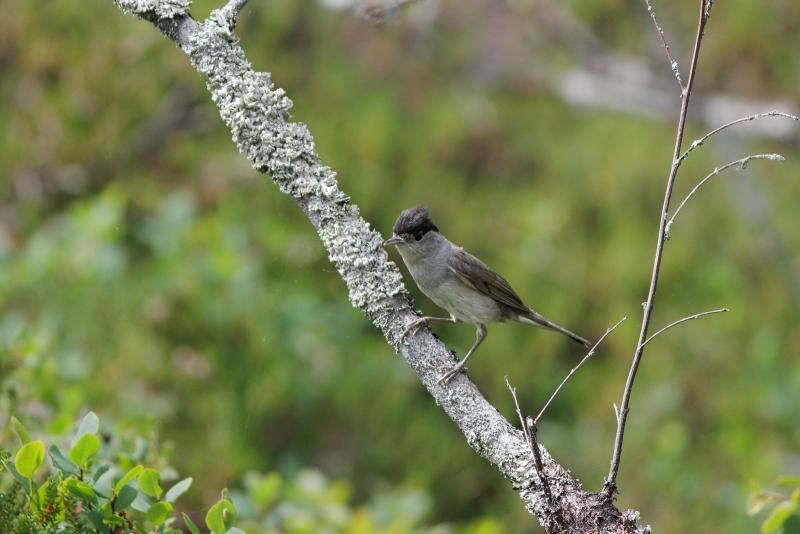 Blackcap | Mustapääkerttu	