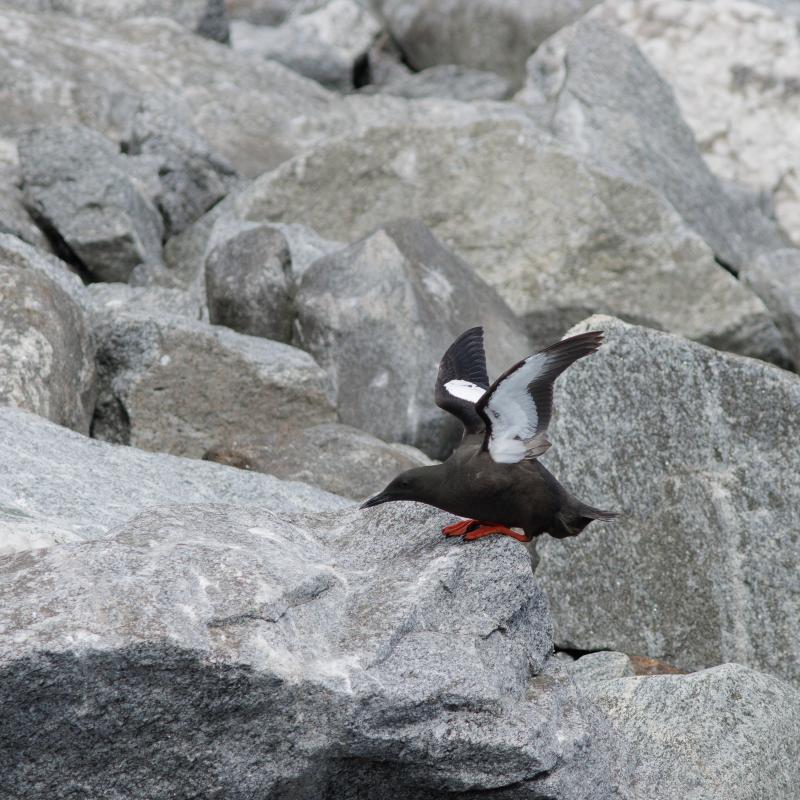 Black Guillemot | Riskilä