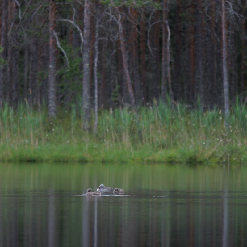 Red-throated Diver | Kaakkuri	