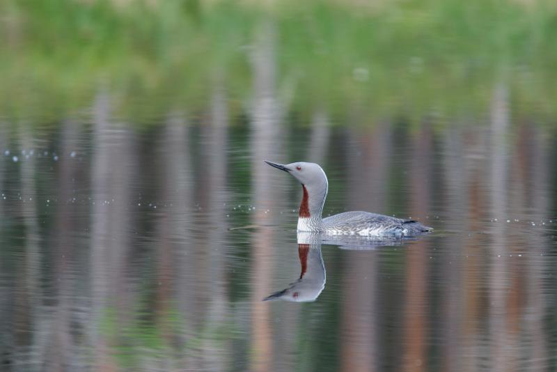 Red-throated Diver | Kaakkuri	