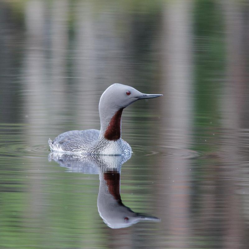 Red-throated Diver | Kaakkuri	
