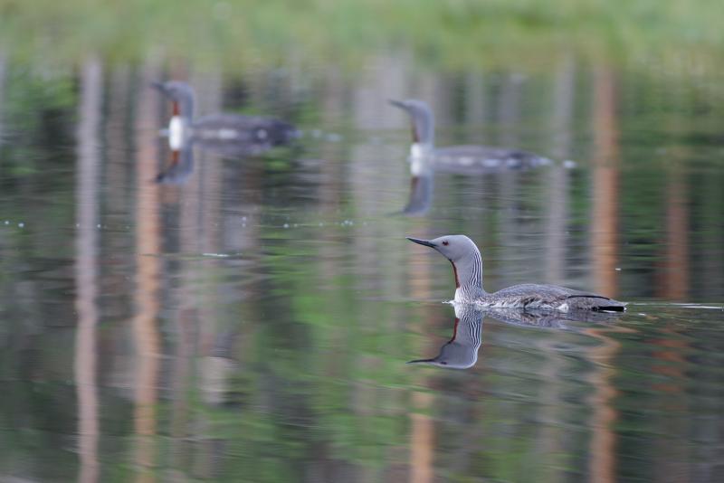 Red-throated Diver | Kaakkuri	