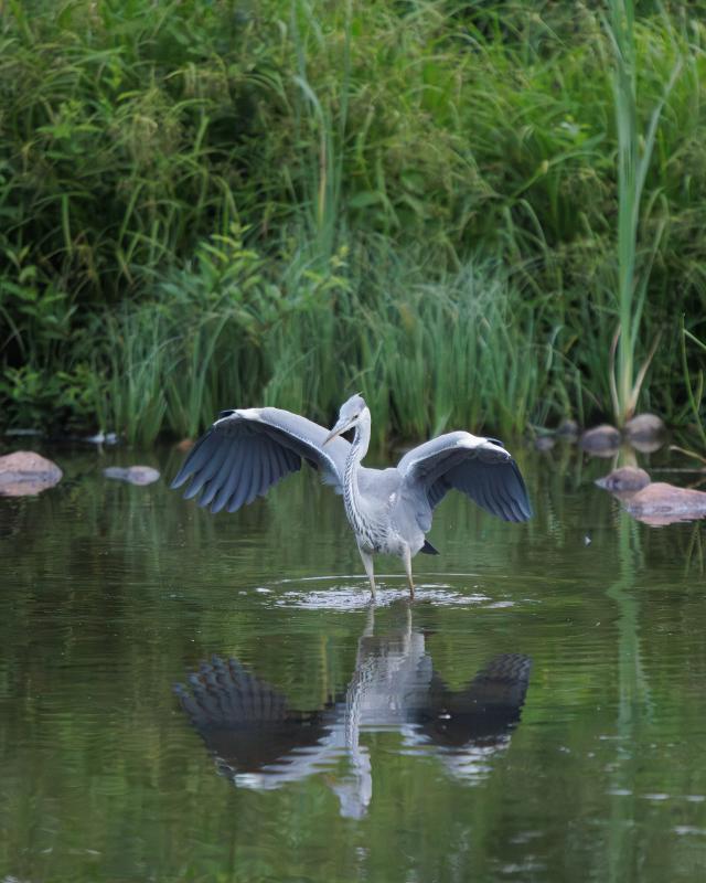 Grey Heron | Harmaahaikara