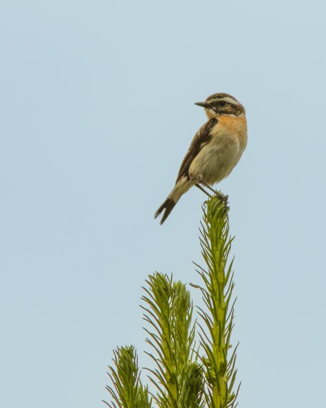 Northern Wheatear | Kivitasku