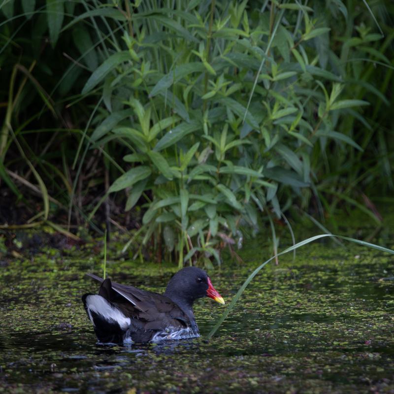 Common Moorhen | Liejukana