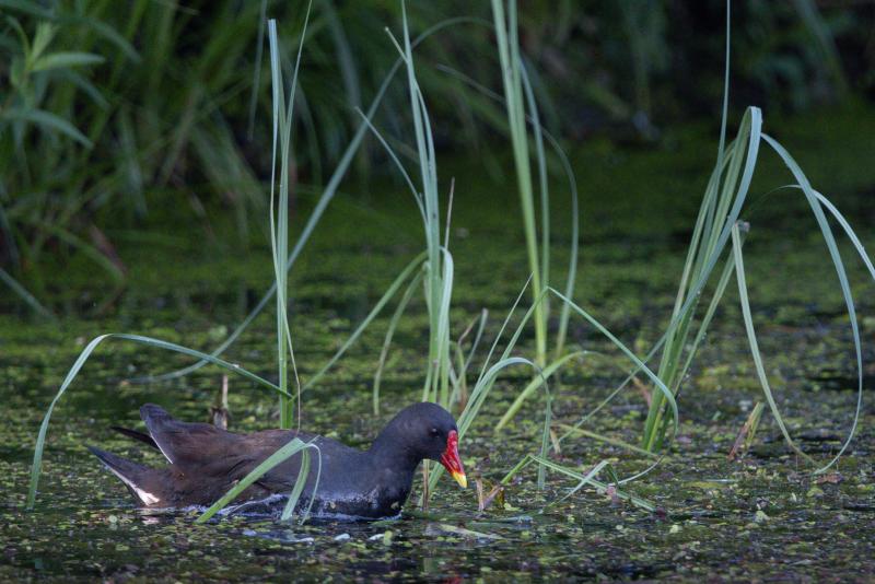 Common Moorhen | Liejukana