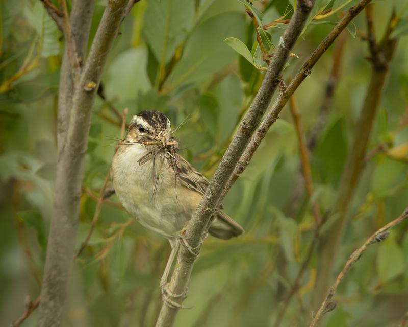 Sedge Warbler | Ruokokerttunen	