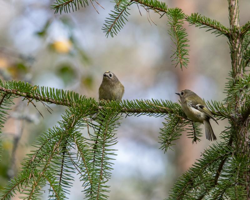 Goldcrest | Hippiäinen	