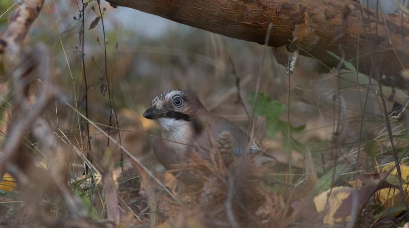 Eurasian Jay | Närhi	
