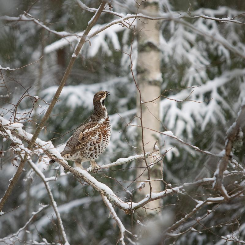 Hazel Grouse | Pyy	