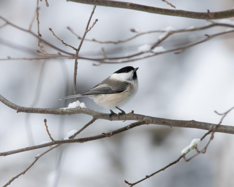 Willow Tit | Hömötiainen	