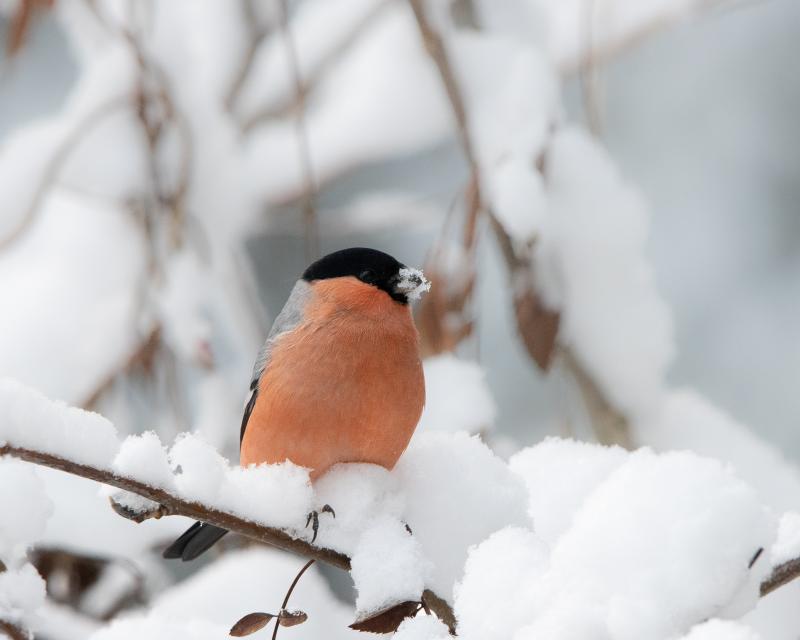 Eurasian Bullfinch | Punatulkku	