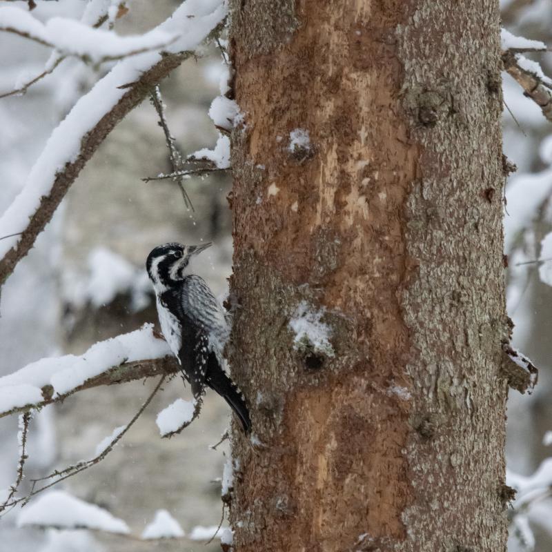 Three-toed Woodpecker | Pohjantikka